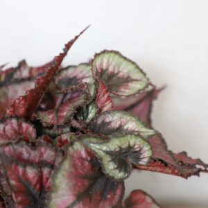 begonia-magic-colours-red-tango-rastlinkovo
