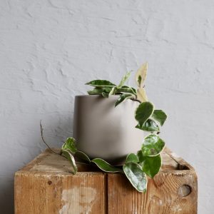 hoya_carnosa_albomarginata_rastlinkovo