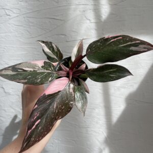 philodendron-pink-princess-rastlinkovo