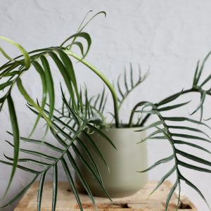 philodendron-tortum-good-luck-rastlinkovo