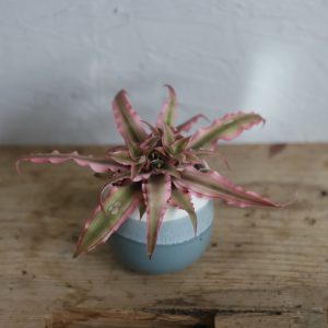 cryptanthus-super-pink-rastlinkovo