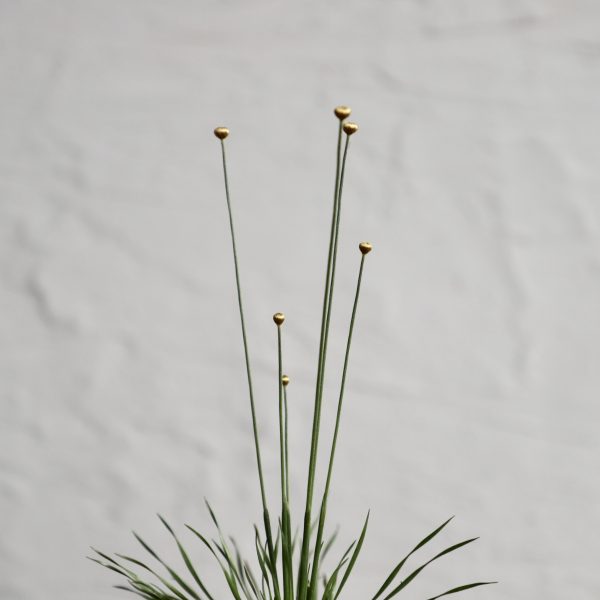 syngonanthus-chrysanthus-mikado-rastlinkovo