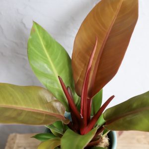 philodendron-prince-of-orange-rastlinkovo