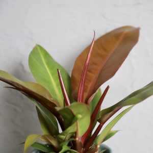philodendron-prince-of-orange-rastlinkovo
