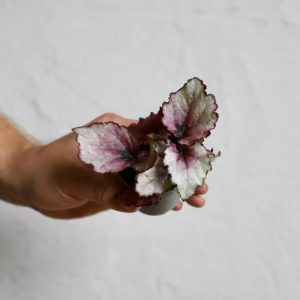 begonia-rex-red-heart-rastlinkovo