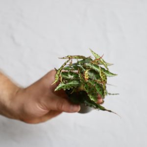 begonia-rex-amphioxis-rastlinkovo