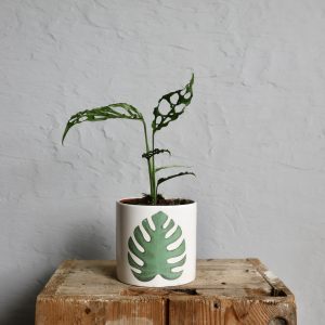 kvetinac-monstera-rastlinkovo