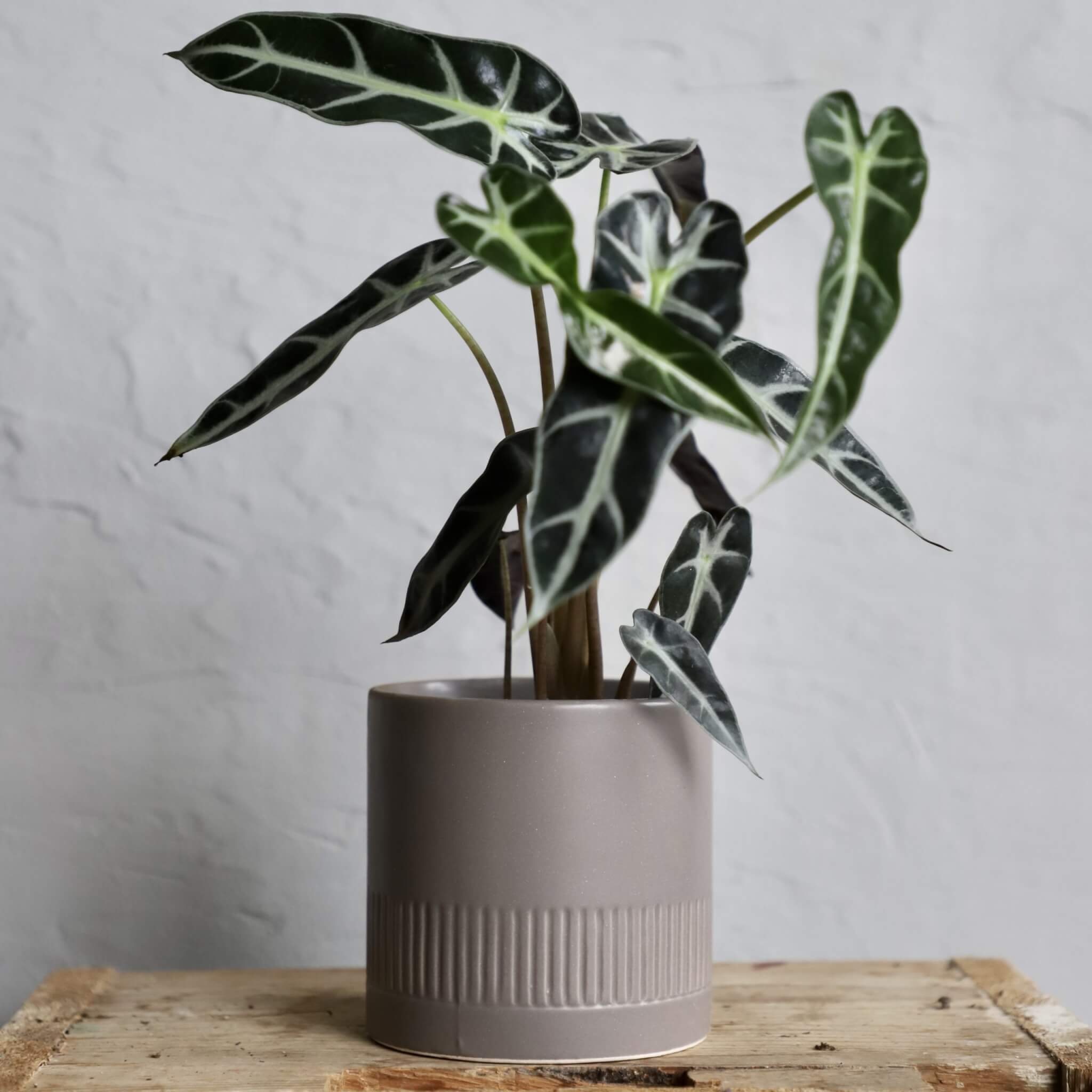 Kvetináč Diana sivý Ø 11 cm 2 alocasia-amazonica-bambino-rastlinkovo