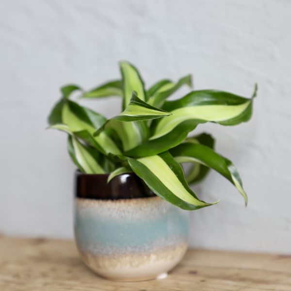 dracaena-dracena-derm-comp-maleika-rastlinkovo