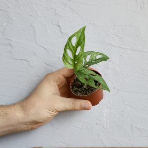 monstera-adansonii-mint-baby-rastlinkovo