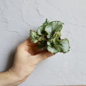 begonia-escargot-rastlinkovo