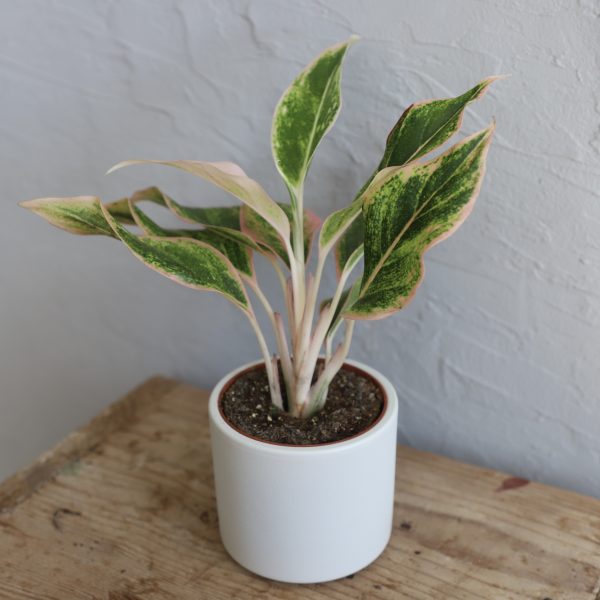 aglaonema-lipstick-pink-rastlinkovo