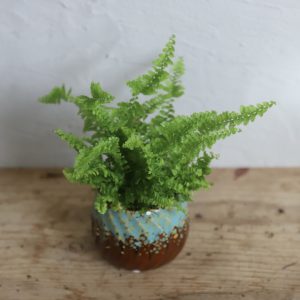 nephrolepis-exaltata-fluffy-ruffle-paprad-baby