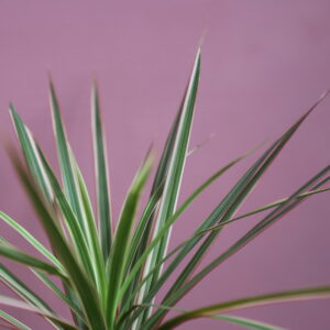 dracaena-bicolor-rastlinkovo