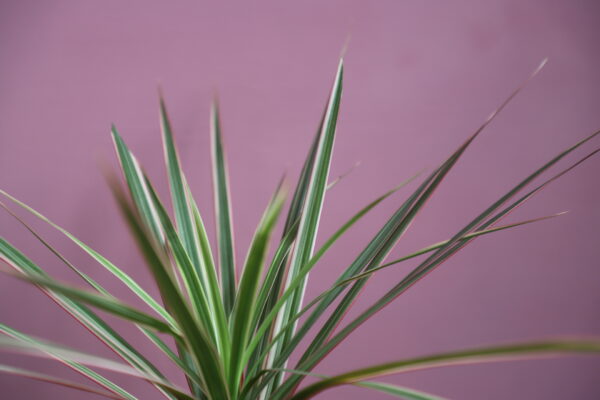 dracaena-bicolor-rastlinkovo