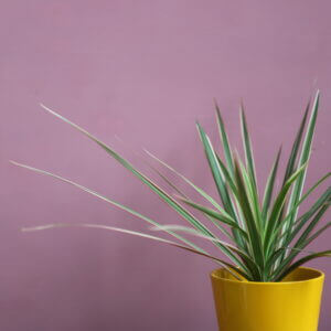 dracaena-bicolor-rastlinkovo