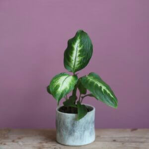 dieffenbachia-camilla-rastlinkovo