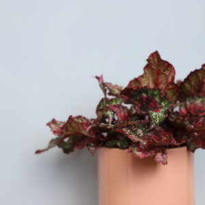 begonia-purple-blush-rastlinkovo1