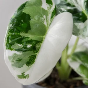 alocasia-frydek-variegata-panasovana-rastlina-rastlinkovo