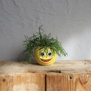 zlty-kvetinac-smiley-6-cm-rastlinkovo