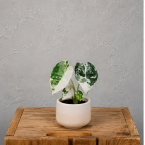 alocasia-frydek-variegata-panasovana-rastlina-rastlinkovo