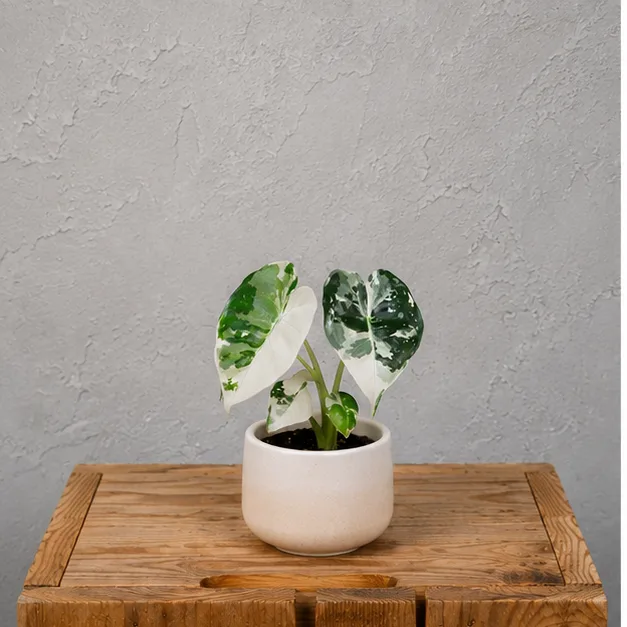 Alocasia Frydek Variegata baby 1 alocasia-frydek-variegata-panasovana-rastlina-rastlinkovo
