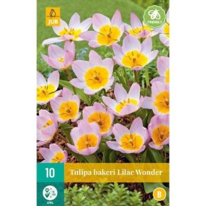 tulipan-tulipa-bakeri-lilac-wonder-rastlinkovo