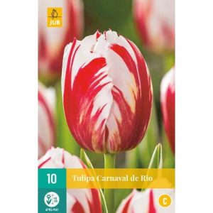 tulipan-tulipa-carnaval-de-rio-rastlinkovo