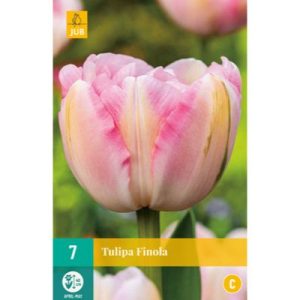 tulipan-tulipa-finola-rastlinkovo