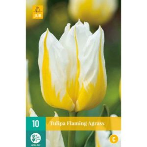 tulipan-tulipa-flaming-agrass-rastlinkovo