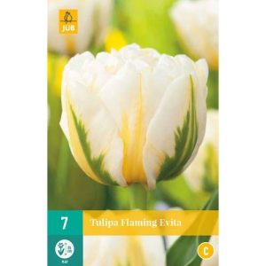 tulipan-tulipa-flaming-evita-rastlinkovo