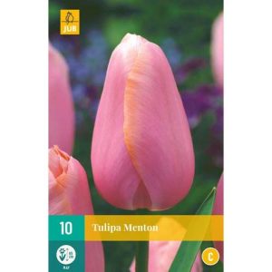 tulipan-tulipa-menton-rastlinkovo