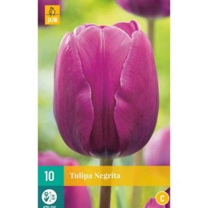 tulipan-tulipa-negrita-rastlinkovo
