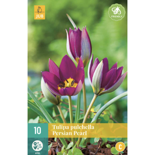 tulipan-tulipa-pulchella-persian-pearl-rastlinkovo