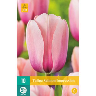tulipan-tulipa-salmon-impression-rastlinkovo