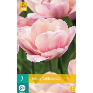tulipan-tulipa-tabledance-rastlinkovo