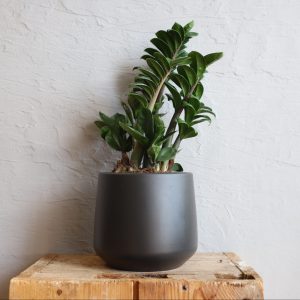zamioculcas-zenzi-rastlinkovo