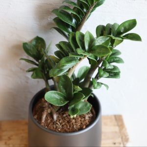 zamioculcas-zenzi-rastlinkovo