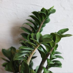 zamioculcas-zenzi-rastlinkovo
