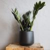 zamioculcas-raven-rastlinkovo
