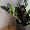 zamioculcas-raven-rastlinkovo