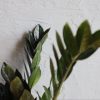 zamioculcas-raven-rastlinkovo