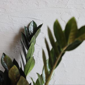 zamioculcas-raven-rastlinkovo