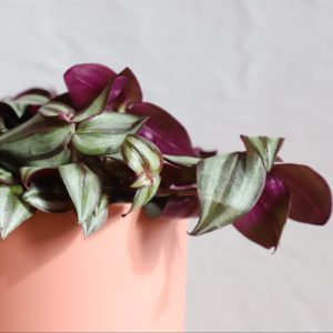 tradescantia-tricolour-zebra-rastlinkovo