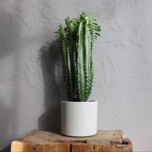 euphorbia-trigona-sukulent-rastlinkovo