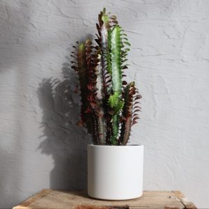 euphorbia-trigona-sukulent-rastlinkovo
