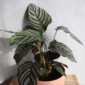 calathea-sanderiana-ornata-rastlinkovo