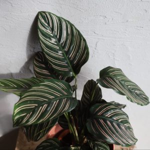 calathea-sanderiana-ornata-rastlinkovo