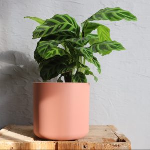 calathea-zebrina-rastlinkovo