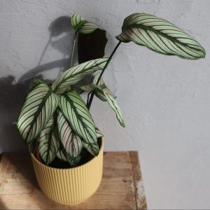 calathea-vittata-rastlinkovo